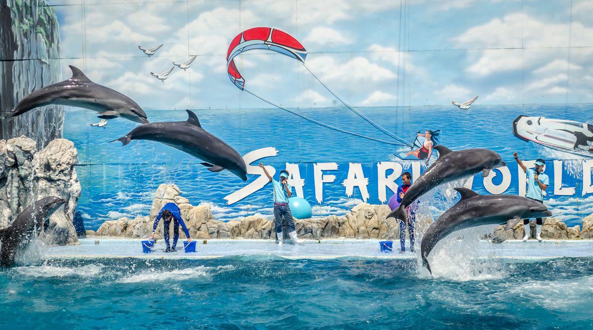 Show cá heo thông minh tại Marine Park.