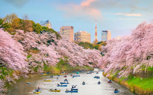 Tokyo - Ngắm Hoa Anh Đào tuyệt đẹp khi đến Nhật