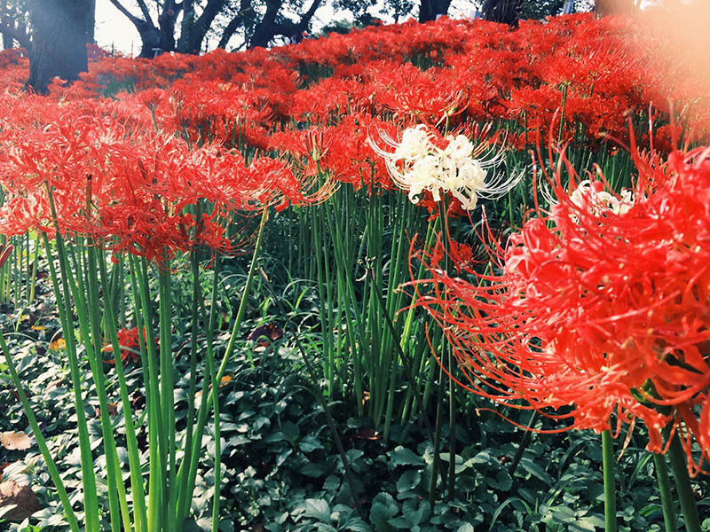 Du lịch Nhật Bản ngắm hoa Bỉ Ngạn
