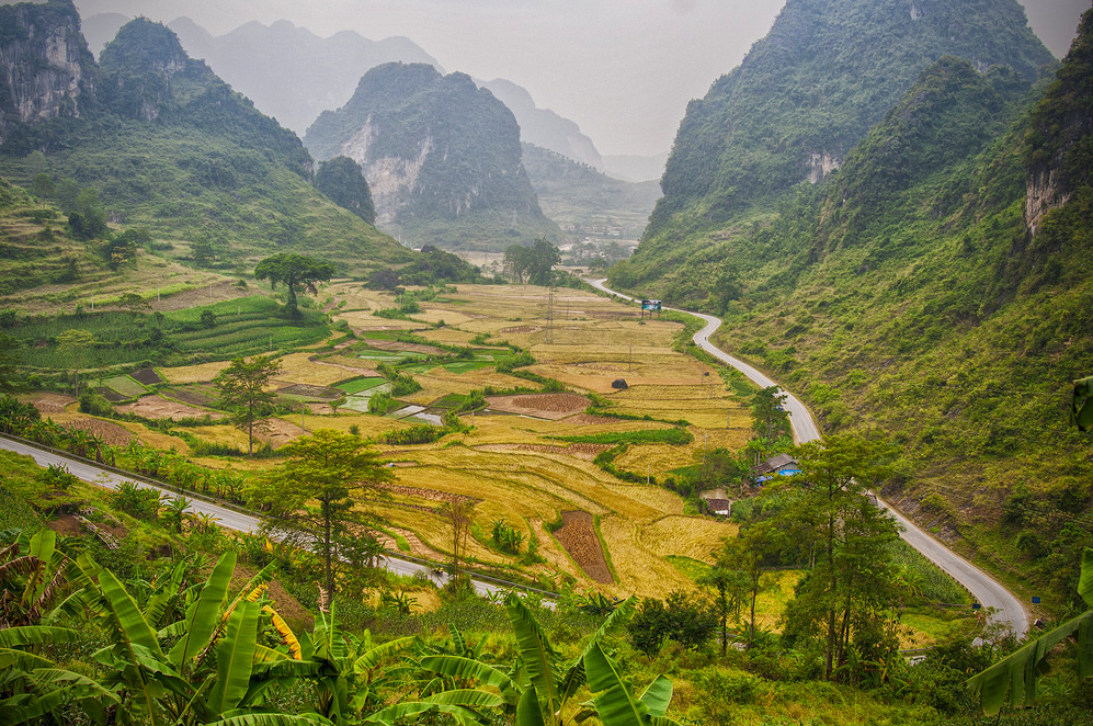 Đèo Mã Phục mùa lúa chín - cung đường yêu thích của những phượt thủ du lịch Cao Bằng.