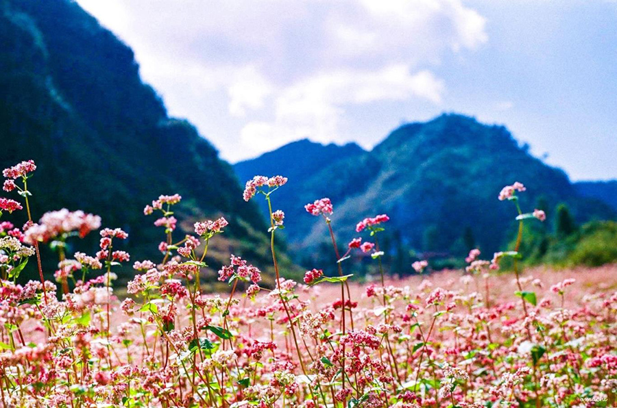 Đi tour du lịch Cao Bằng vào mỗi thời điểm khác nhau sẽ có những nét đẹp riêng biệt. 