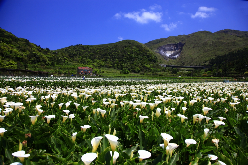 Tour Đài Loan - Cánh đồng hoa loa kèn Calla Lily tại Dương Minh Sơn