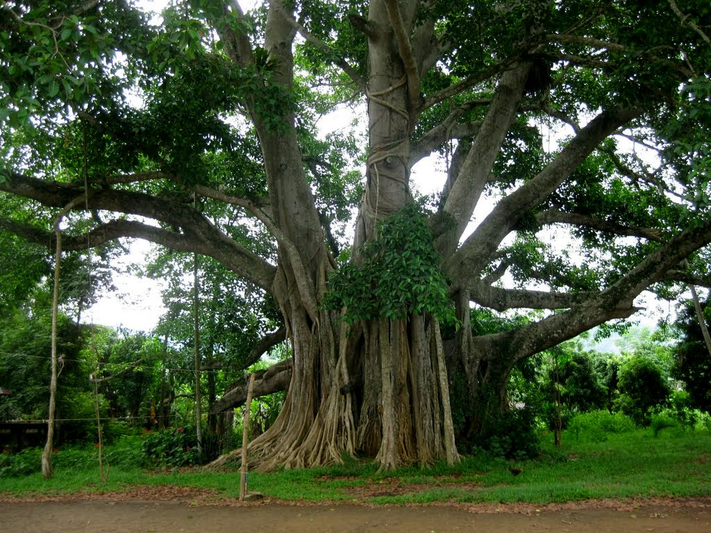 Cây đa Tân Trào gắn liền với những sự kiện lịch sử của dân tộc. Tour du lich Dong Bac.