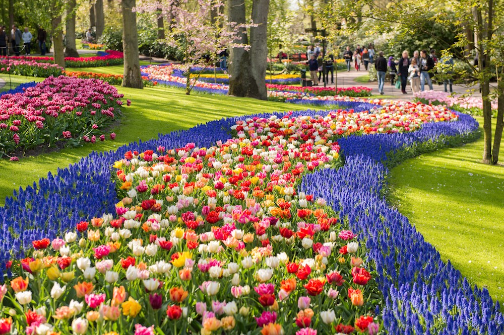 Đã đi tour hè nước ngoài đến Hà Lan thì làm sao bỏ lỡ cơ hội sống ảo với vườn hoa tulip rực rỡ như thế này.