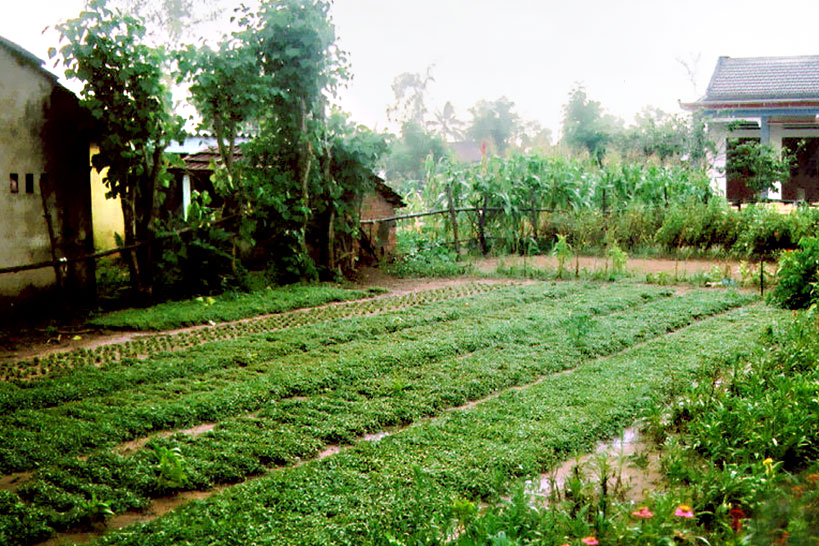 Đến làng rau Trà Quế, bạn còn được tự mình trải nghiệm trồng rau nữa đấy. 