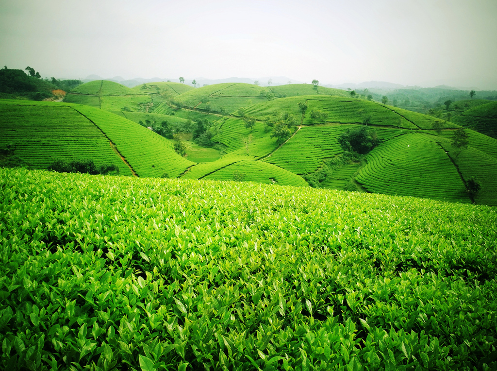 Các bạn có thể đi tour Phú Thọ vào bất cứ thời điểm nào trong năm. tour phu tho