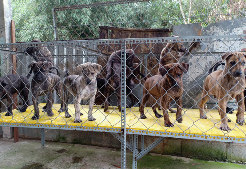Tham quan trại chó khi đi du lịch mùa thu Phú Quốc