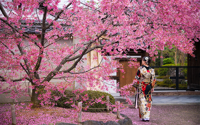 Vẻ đẹp hoa anh đào của Nhật Bản không thế chối từ