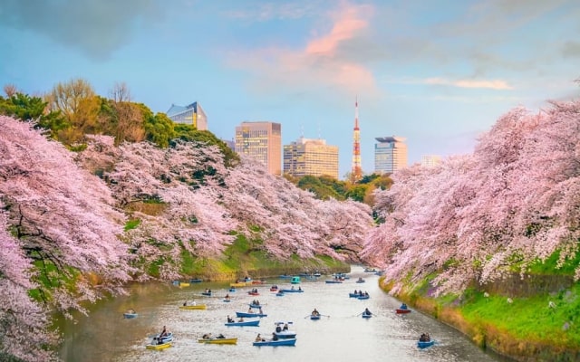 Chiêm ngưỡng vẻ đẹp của vườn quốc gia Shinjuku Gyoen nổi tiếng Nhật Bản