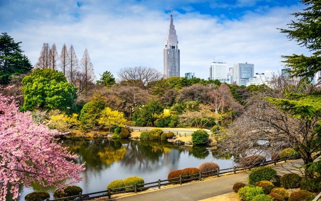 Chiêm ngưỡng vẻ đẹp của vườn quốc gia Shinjuku Gyoen nổi tiếng Nhật Bản