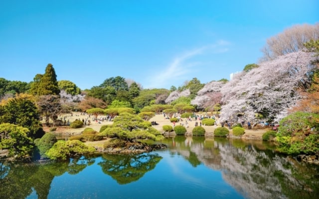 Chiêm ngưỡng vẻ đẹp của vườn quốc gia Shinjuku Gyoen nổi tiếng Nhật Bản