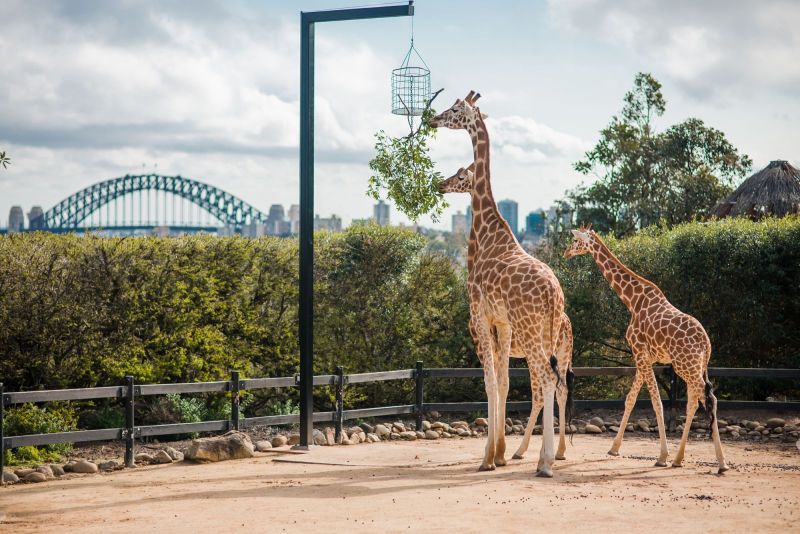 Du lịch Úc đến với vườn thú Sydney Zoo