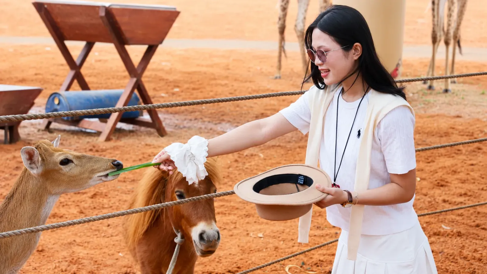 Động vật tại khu tương tác Petting Zoo của NovaDreams Safari Cafe